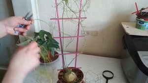 Бовиэя-луковичный суккулент. Период покоя