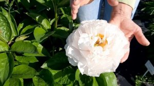 Blushing Princess peony. Блашинг Принцесс пион. Пулков сад