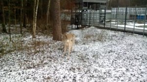 Город Зеленоград 5 район дом лани несколько видео