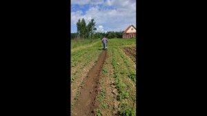 Окучивание картофеля мотоблоком Мобил К МКМ-4