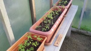 Рассада погибает при этой температуре. Какая минимальная температура для рассады ?