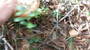 ГРИБЫ В МУРМАНСКОЙ ОБЛАСТИ 2022.