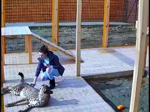 Съемка скрытой камерой)) Забота о гепарде.