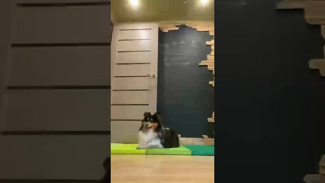 Bedlington Hippy, 9m, home's workouts(2) смотреть онлайн