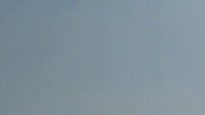 Николаевские голуби Донецкая область 1.