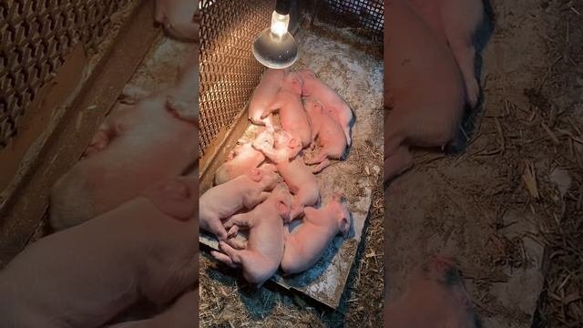 Поросята /хряки/матки/породаf1/опорос/продажа племенных поросят /уход и кормления