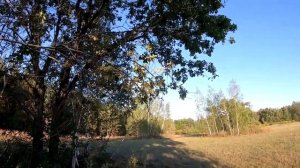Охота на реву! Охота на самца косули на гону.