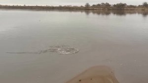 Желтощек, самый желанный трофей у амурских рыболовов.