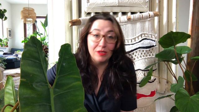 European plant shops - before the PLANT HAUL - where I buy my rare house plants / Webshop Review смотреть онлайн