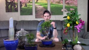 Golden Gate Ficus Bonsai Care & Information (Ficus microcarpa)