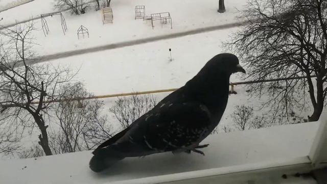 Открыл окно почистить подоконник ) смотреть онлайн