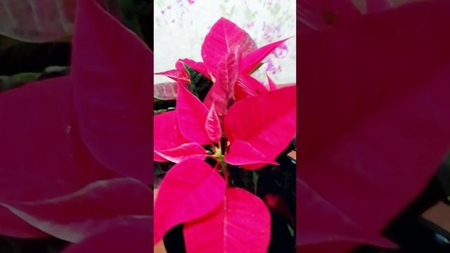 Пуансетия (Poinsettia) или рождественская звезда.?