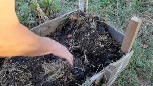 Посадка картошки в ящик и покрышки / Potatoes from a box and tires