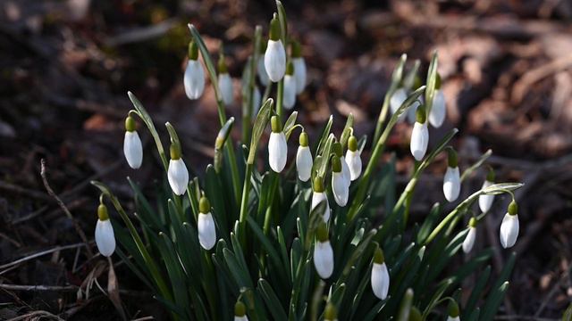 Snowdrops in the Back Yard смотреть онлайн