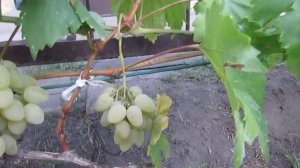 8 сентября 2018 года. Виноград сорта Седой...