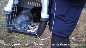 Домашний соболь Бадди гуляет в парке  | Buddy the sable is walking in the park