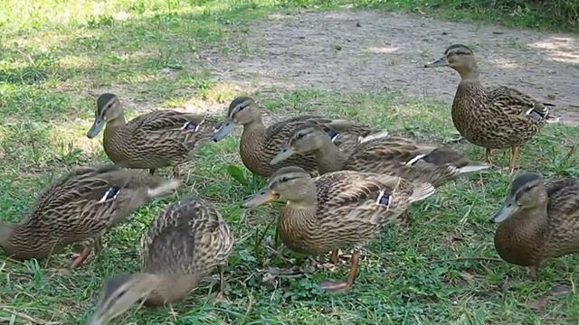 arew1460 Уткина мать.mp4.mp4 смотреть онлайн