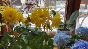 Бизнес на даче /как создать цветочный бизнес