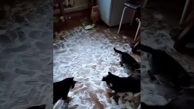 булочки с сахаром