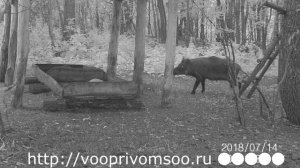Охота на кабана. Кабан в Самарской области