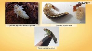 Размножение и развитие насекомых