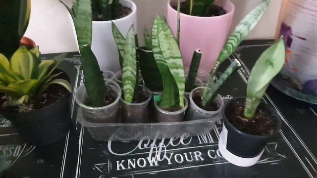 Моя Небольшая Коллекция Сансевиерий🌷🪴🌷 смотреть онлайн