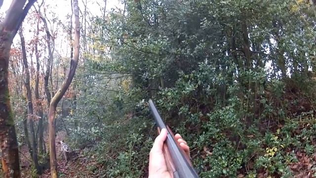 CHASSE BECASSE SETTER BASSE NORMADIE RAVEN...GOLANN смотреть онлайн