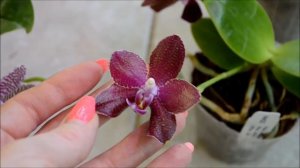 Phalaenopsis Mituo King, Pylo's Sun и ZM Ultrasonic