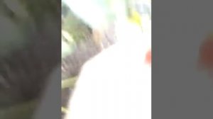 Сезон клубники в Подмосковье открыт. Мой урожай 28.06.2020.