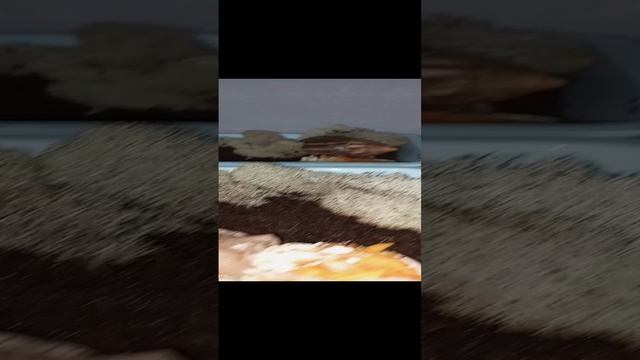У улитки Роси плохой аппетит который день