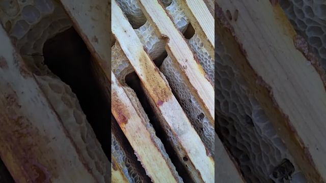 Улей-дупло. Неудачное начало. смотреть онлайн