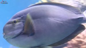 Морские рыбки, Подводный мир, Осминог, скат, акула, рыба лягушка, спинорог Пикассо, рыба-хирург и д