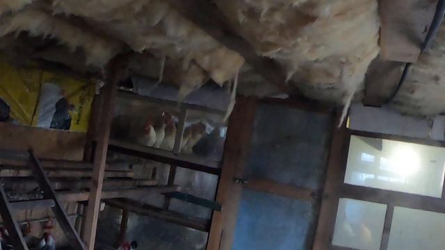 Лечения и профилактика кур в домашних условиях. смотреть онлайн