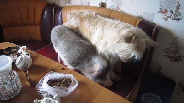 Видео из архива😄Минипиги, минипиг, микропиги, микропиг, minipig, micropig, Рязанская Диковинка