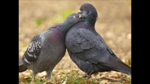 "Besame mucho" Шувалова Светлана смотреть онлайн