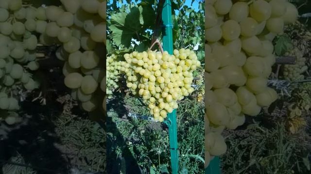 Обзор Сорта винограда Памяти Шатилова смотреть онлайн