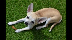 Как перестать бояться собак