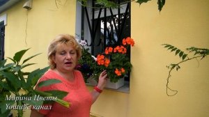 ГЕРАНЬ - БАБУШКИН ЦВЕТОК. Выращивание, уход, полив, цветение