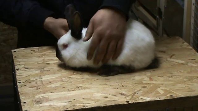 Порода кроликов. Калафорнийская смотреть онлайн