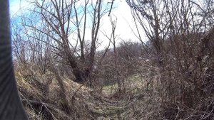 Охота на лису с манком.