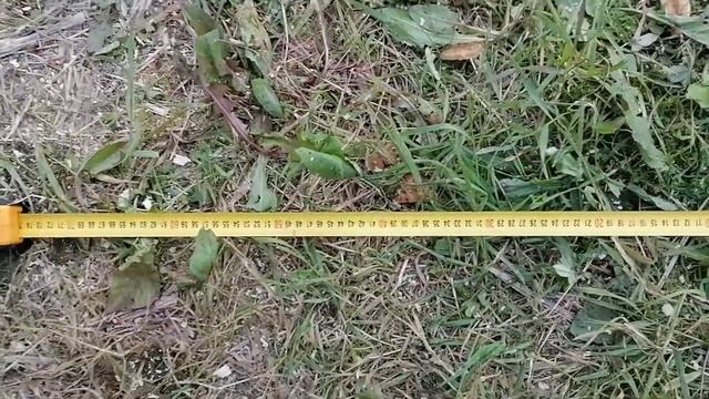 Побырику сделал приспособление для лазания! Сделай и себе! смотреть онлайн