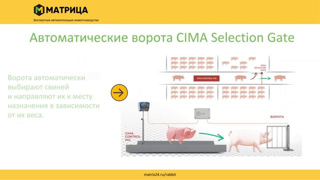 1С:Селекция в животноводстве. Свиноводство. Интеграция с системой взвешивания