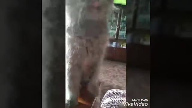 Моя кошка Пуша!!! 💖 смотреть онлайн