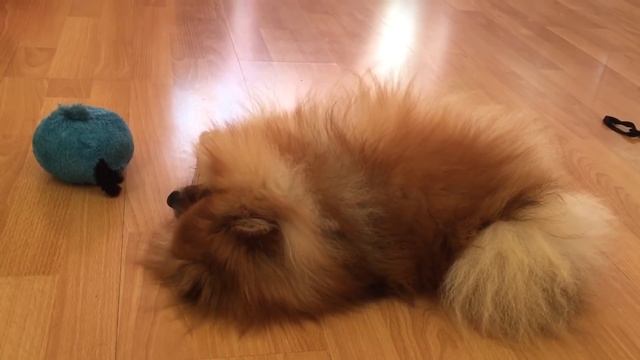 Арчи и Цезарь. Шпиц. Британец. смотреть онлайн