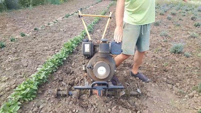 Лавандовое поле в Коротыче. На каком расстоянии высаживаем лаванду.