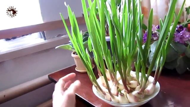 Чеснок на тарелке#2 Выращивание на зелень. Огород на подоконнике. смотреть онлайн