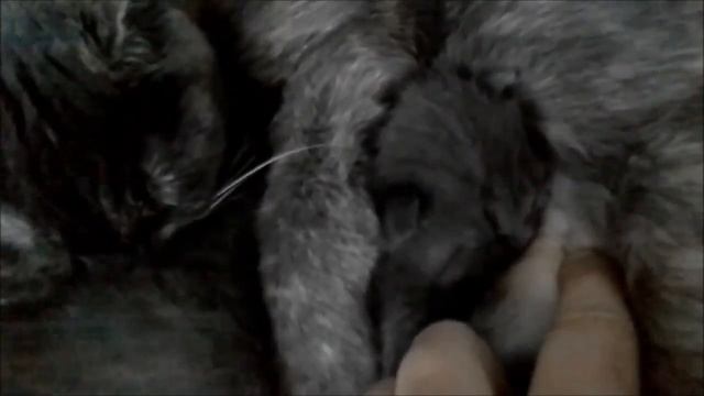 44. Мама кормит малыша / Mama feeding baby смотреть онлайн