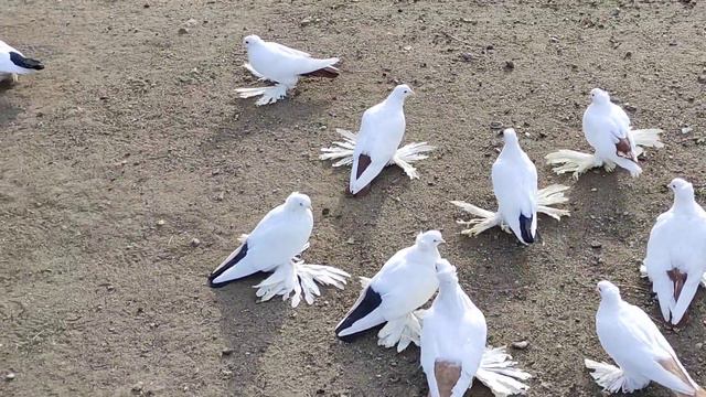 Голуби СК ПРОДАМ! +77056647978 смотреть онлайн