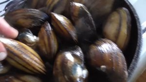 Речные мидии перловицы Какие вкуснее сырые или жаренные (эксперимент) | Лысый Повар