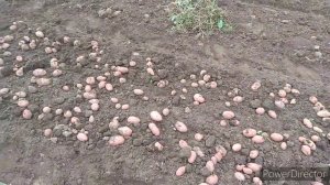 Самодельная двухрядная картофелекопалка для трактора Т-25 снова в работе. Урожай 2020